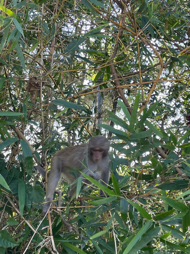 Monkey pass, Da nang